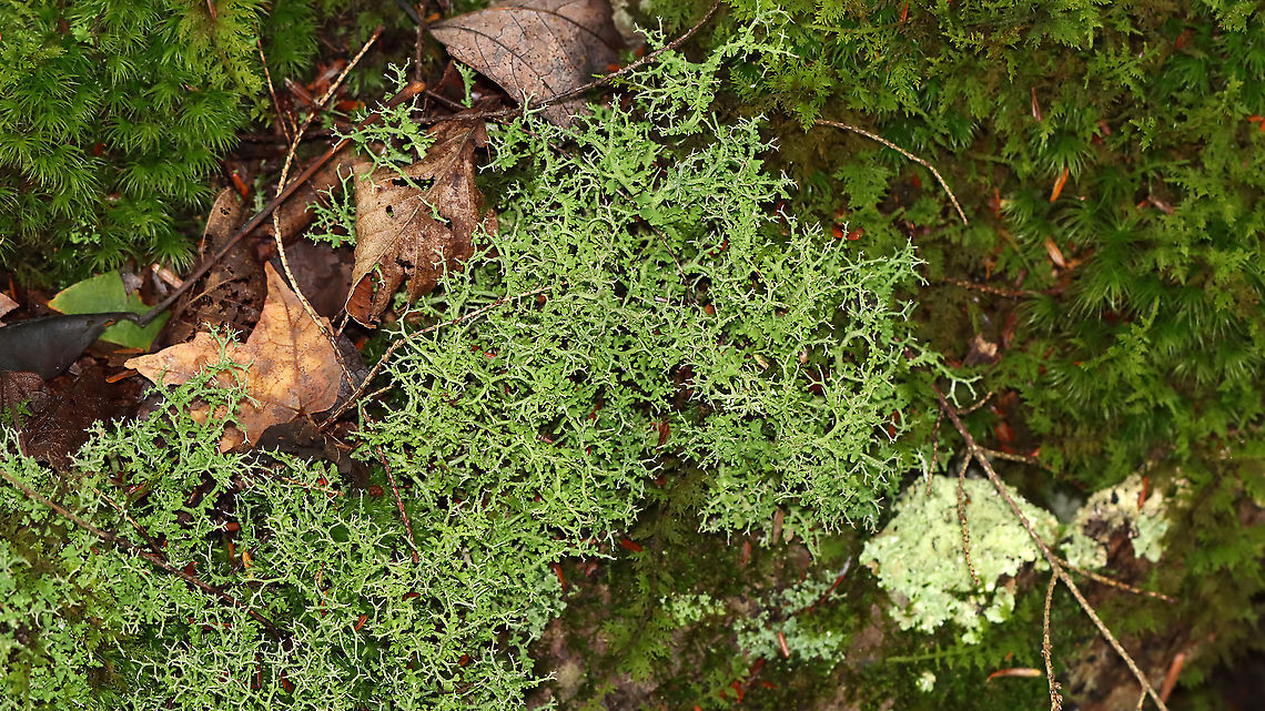 Cladonia Furcata This lichen was large, green, and extensively branched. <br />
<br />
Habitat: Growing in moss; mixed forest Cladonia,Cladonia furcata,Fall,Geotagged,Many-forked Cladonia,United States,lichen