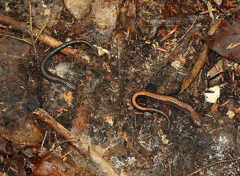 Lead-backed and Red-backed Salamanders - Plethodon cinereus Plethodon cinereus exhibits color polymorphism with two common color variations - the 'red-backed' variety has a red dorsal stripe that tapers towards the tail and the 'lead-backed' variety lacks most or all of the red pigmentation. This spotting shows the lead-backed variety on the left and the red-backed on the right.

Habitat: Under a log; mixed forest
https://www.jungledragon.com/image/115689/red-backed_salamander_-_plethodon_cinereus.html Fall,Geotagged,Plethodon cinereus,Red-backed salamander,United States