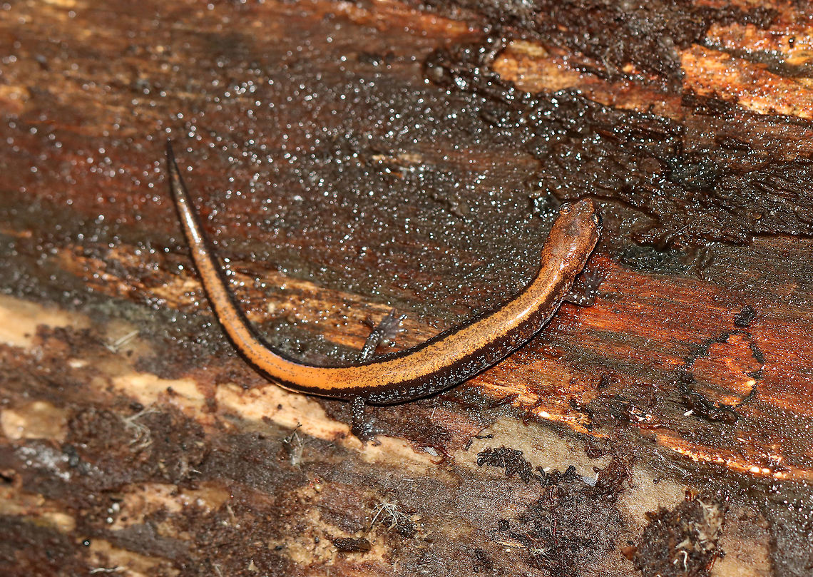 Red-backed Salamander - Plethodon cinereus Habitat: Under a log; mixed forest<br />
<figure class="photo"><a href="https://www.jungledragon.com/image/115688/lead-backed_and_red-backed_salamanders_-_plethodon_cinereus.html" title="Lead-backed and Red-backed Salamanders - Plethodon cinereus"><img src="https://s3.amazonaws.com/media.jungledragon.com/images/3232/115688_thumb.jpg?AWSAccessKeyId=05GMT0V3GWVNE7GGM1R2&Expires=1769040010&Signature=Ynq0vqI%2FXihJOzh9ZwZCWd35j8s%3D" width="200" height="148" alt="Lead-backed and Red-backed Salamanders - Plethodon cinereus Plethodon cinereus exhibits color polymorphism with two common color variations - the &#039;red-backed&#039; variety has a red dorsal stripe that tapers towards the tail and the &#039;lead-backed&#039; variety lacks most or all of the red pigmentation. This spotting shows the lead-backed variety on the left and the red-backed on the right.<br />
<br />
Habitat: Under a log; mixed forest<br />
https://www.jungledragon.com/image/115689/red-backed_salamander_-_plethodon_cinereus.html Fall,Geotagged,Plethodon cinereus,Red-backed salamander,United States" /></a></figure> Fall,Geotagged,Plethodon cinereus,Red-backed salamander,United States