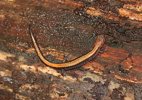 Red-backed Salamander - Plethodon cinereus Habitat: Under a log; mixed forest
https://www.jungledragon.com/image/115688/lead-backed_and_red-backed_salamanders_-_plethodon_cinereus.html Fall,Geotagged,Plethodon cinereus,Red-backed salamander,United States