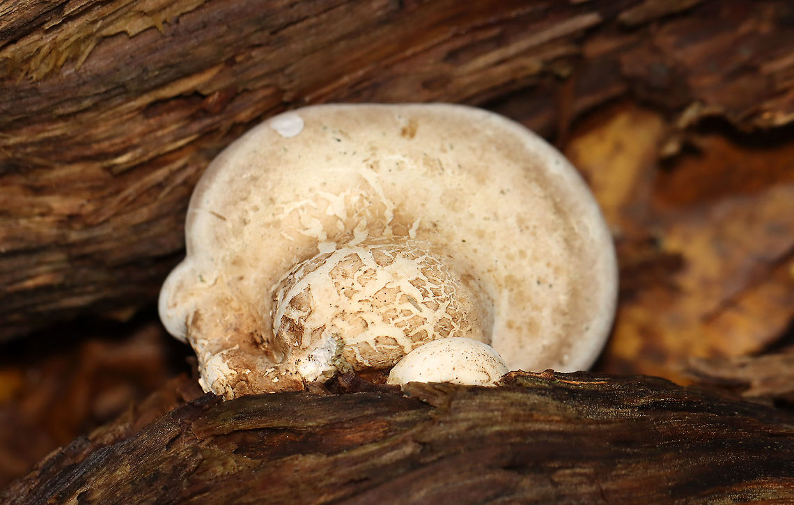 Birch Polypore - Fomitopsis betulina Fruiting body: Kidney/hoof-shaped; skin peels easily; white, smooth undersurface; stem absent<br />
<br />
Flesh: White and corky; resembling cellulite<br />
<br />
Habitat: Rotting wood Birch polypore,Fall,Fomitopsis,Fomitopsis betulina,Geotagged,United States,polypore