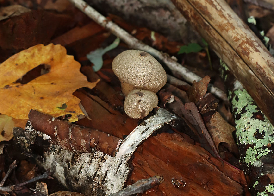 Stump Puffball - Lycoperdon pyriforme These fungi are called puffballs because "puffs" of brown spores are released through the aperture when the mature fruiting body bursts. Also, they look like "balls". Hence the name "puffballs".<br />
<br />
Habitat: Growing on rotting wood in a deciduous forest<br />
<figure class="photo"><a href="https://www.jungledragon.com/image/115693/stump_puffball_-_lycoperdon_pyriforme.html" title="Stump Puffball - Lycoperdon pyriforme"><img src="https://s3.amazonaws.com/media.jungledragon.com/images/3232/115693_thumb.jpg?AWSAccessKeyId=05GMT0V3GWVNE7GGM1R2&Expires=1759968010&Signature=Nv4RZ5GCGFTBYMwAbsP5ACtJpuk%3D" width="118" height="152" alt="Stump Puffball - Lycoperdon pyriforme These fungi are called puffballs because "puffs" of brown spores are released through the aperture when the mature fruiting body bursts. Also, they look like "balls". Hence the name "puffballs".<br />
<br />
Habitat: Growing on rotting wood in a deciduous forest<br />
https://www.jungledragon.com/image/115692/stump_puffball_-_lycoperdon_pyriforme.html Common puffball,Fall,Geotagged,Lycoperdon perlatum,Lycoperdon pyriforme,Pear-shaped Puffball,United States" /></a></figure> Fall,Geotagged,Lycoperdon,Lycoperdon pyriforme,Pear-shaped Puffball,United States,puffball