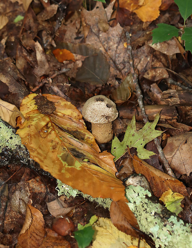 Stump Puffball - Lycoperdon pyriforme These fungi are called puffballs because "puffs" of brown spores are released through the aperture when the mature fruiting body bursts. Also, they look like "balls". Hence the name "puffballs".<br />
<br />
Habitat: Growing on rotting wood in a deciduous forest<br />
<figure class="photo"><a href="https://www.jungledragon.com/image/115692/stump_puffball_-_lycoperdon_pyriforme.html" title="Stump Puffball - Lycoperdon pyriforme"><img src="https://s3.amazonaws.com/media.jungledragon.com/images/3232/115692_thumb.jpg?AWSAccessKeyId=05GMT0V3GWVNE7GGM1R2&Expires=1759968010&Signature=qpMZiwmhND3g6r62F2SQ73zLz4A%3D" width="200" height="144" alt="Stump Puffball - Lycoperdon pyriforme These fungi are called puffballs because "puffs" of brown spores are released through the aperture when the mature fruiting body bursts. Also, they look like "balls". Hence the name "puffballs".<br />
<br />
Habitat: Growing on rotting wood in a deciduous forest<br />
https://www.jungledragon.com/image/115693/stump_puffball_-_lycoperdon_pyriforme.html Fall,Geotagged,Lycoperdon,Lycoperdon pyriforme,Pear-shaped Puffball,United States,puffball" /></a></figure> Common puffball,Fall,Geotagged,Lycoperdon perlatum,Lycoperdon pyriforme,Pear-shaped Puffball,United States