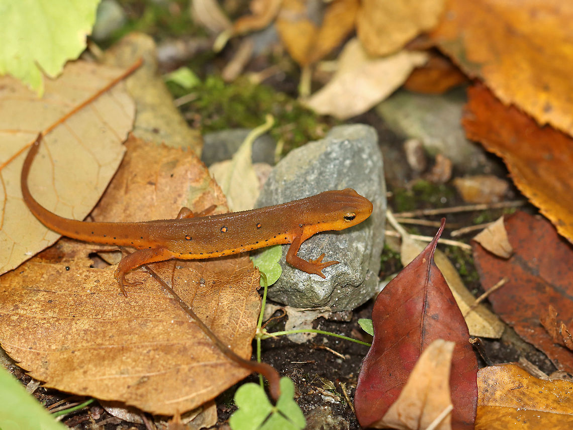 Eastern Newt - Notophthalmus viridescens I love these salamanders &lt;3.<br />
<br />
Habitat: Mostly deciduous forest Eastern newt,Fall,Geotagged,Notophthalmus,Notophthalmus viridescens,United States,newt,salamander