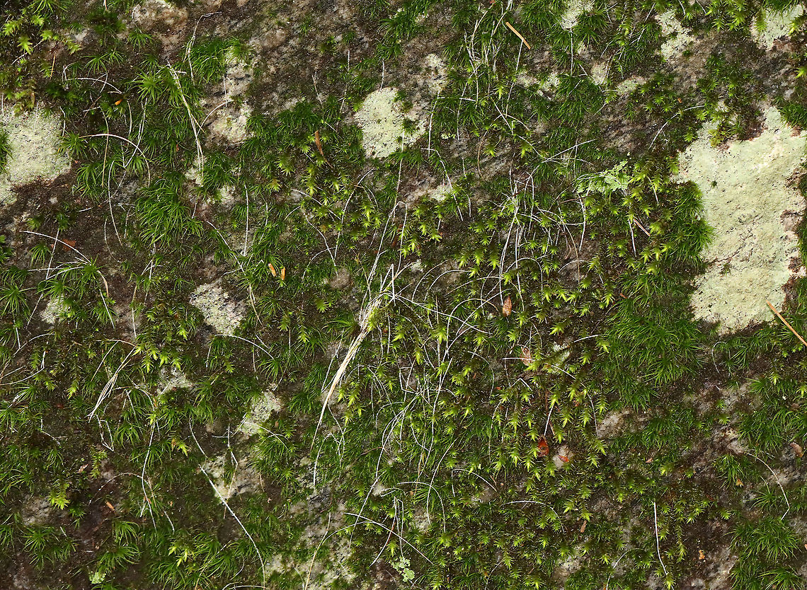 Animal Fur/Hair on Rock, Probably Deer Hair (Odocoileus virginianus) I found a lot of fur/hair on the side of this rock. It looked like some animal had rubbed up against it, probably a deer.<br />
<br />
Habitat: Large boulder; mixed forest Fall,Geotagged,Odocoileus virginianus,United States,deer hair,fur,hair,signs of wildlife