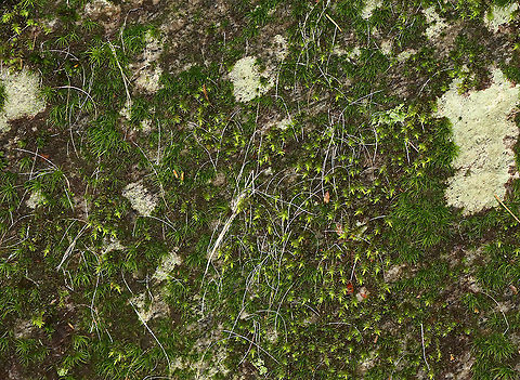 Animal Fur/Hair on Rock, Probably Deer Hair (Odocoileus virginianus) I found a lot of fur/hair on the side of this rock. It looked like some animal had rubbed up against it, probably a deer.

Habitat: Large boulder; mixed forest Fall,Geotagged,Odocoileus virginianus,United States,deer hair,fur,hair,signs of wildlife