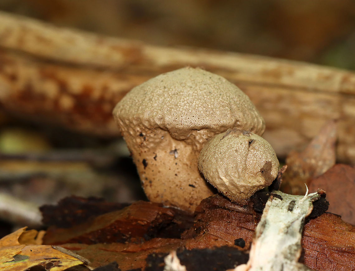 Stump Puffball - Lycoperdon pyriforme These fungi are called puffballs because &quot;puffs&quot; of brown spores are released through the aperture when the mature fruiting body bursts. Also, they look like &quot;balls&quot;. Hence the name &quot;puffballs&quot;.<br />
<br />
Habitat: Growing on rotting wood in a deciduous forest Apioperdon pyriforme,Fall,Geotagged,Lycoperdon pyriforme,Pear-shaped Puffball,United States,puffball