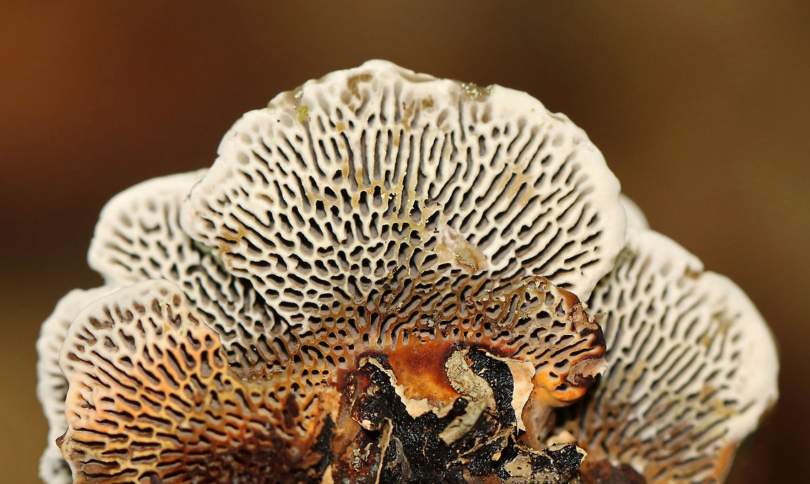 Polypore -Daedaleopsis confragosa?? Habitat: Hardwood<br />
<figure class="photo"><a href="https://www.jungledragon.com/image/115719/polypore_-daedaleopsis_confragosa.html" title="Polypore -Daedaleopsis confragosa??"><img src="https://s3.amazonaws.com/media.jungledragon.com/images/3232/115719_thumb.jpg?AWSAccessKeyId=05GMT0V3GWVNE7GGM1R2&Expires=1769040010&Signature=f%2FJTqjF4XHeWu3V%2F1cc4qm%2F24yU%3D" width="200" height="144" alt="Polypore -Daedaleopsis confragosa?? Habitat: Hardwood<br />
https://www.jungledragon.com/image/115718/polypore_-daedaleopsis_confragosa.html Daedaleopsis,Fall,Geotagged,United States,fungus,mushroom,polypore" /></a></figure> Fall,Geotagged,United States