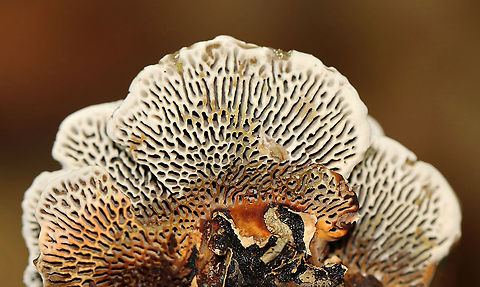 Polypore -Daedaleopsis confragosa?? Habitat: Hardwood
https://www.jungledragon.com/image/115719/polypore_-daedaleopsis_confragosa.html Fall,Geotagged,United States