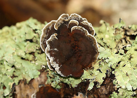 Polypore -Daedaleopsis confragosa?? Habitat: Hardwood
https://www.jungledragon.com/image/115718/polypore_-daedaleopsis_confragosa.html Daedaleopsis,Fall,Geotagged,United States,fungus,mushroom,polypore