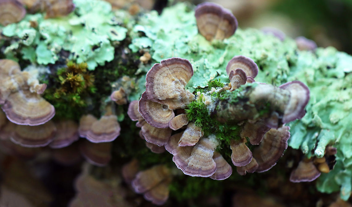 Violet-Toothed Polypore - Trichaptum biforme Habitat: hardwood Fall,Geotagged,Trichaptum biforme,United States,Violet-Toothed Polypore,polypore,trichaptum