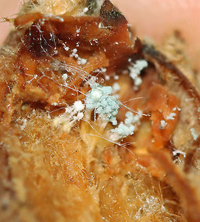 Penicillium sp. This Penicillium was growing inside a rotting acorn! I'm not sure of the species, maybe Penicillium expansum?

**Some members of the genus produce penicillin, which is used as an antibiotic.

Habitat: Mixed forest Fall,Geotagged,United States,acorn,fungus,mold,penicillium