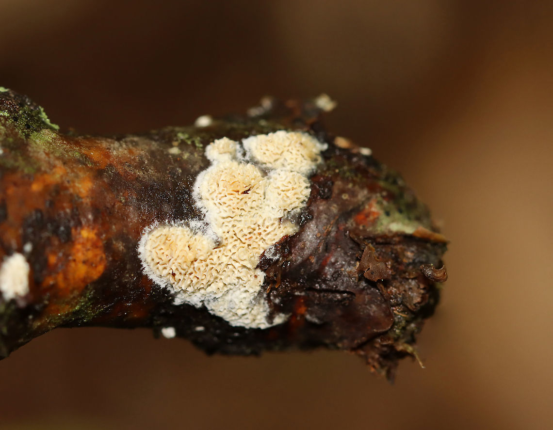Irpex lacteus Growing on hardwood Fall,Geotagged,Irpex,Irpex lacteus,United States,hymenophore,polypore
