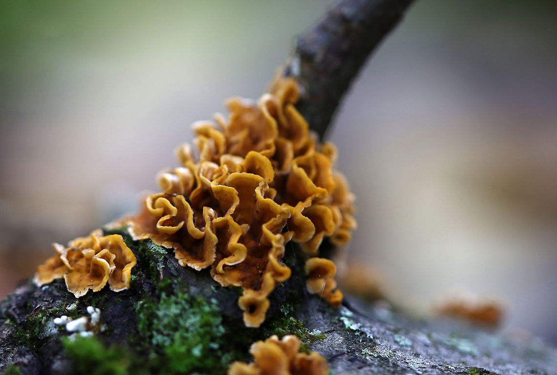 Stereum complicatum Habitat: hardwood; deciduous forest<br />
<figure class="photo"><a href="https://www.jungledragon.com/image/115732/stereum_complicatum.html" title="Stereum complicatum"><img src="https://s3.amazonaws.com/media.jungledragon.com/images/3232/115732_thumb.jpg?AWSAccessKeyId=05GMT0V3GWVNE7GGM1R2&Expires=1769040010&Signature=ZZ4D6%2FeTY77hBS09QzdoT5pn7U0%3D" width="200" height="136" alt="Stereum complicatum Habitat: hardwood; deciduous forest<br />
https://www.jungledragon.com/image/115731/stereum_complicatum.html Fall,Geotagged,Stereum,Stereum complicatum,Stereum rameale,United States" /></a></figure> Fall,Geotagged,Stereum rameale,United States