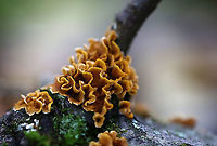 Stereum complicatum Habitat: hardwood; deciduous forest<br />
https://www.jungledragon.com/image/115732/stereum_complicatum.html Fall,Geotagged,Stereum rameale,United States