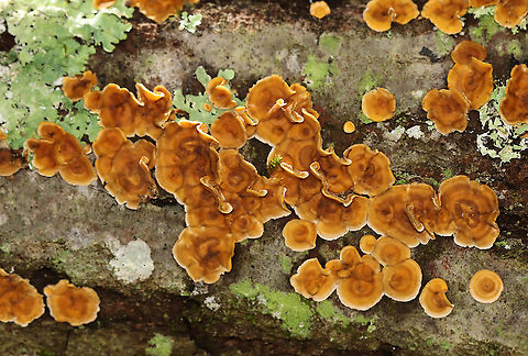 Stereum complicatum Habitat: hardwood; deciduous forest
https://www.jungledragon.com/image/115731/stereum_complicatum.html Fall,Geotagged,Stereum,Stereum complicatum,Stereum rameale,United States