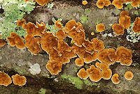 Stereum complicatum Habitat: hardwood; deciduous forest<br />
https://www.jungledragon.com/image/115731/stereum_complicatum.html Fall,Geotagged,Stereum,Stereum complicatum,Stereum rameale,United States