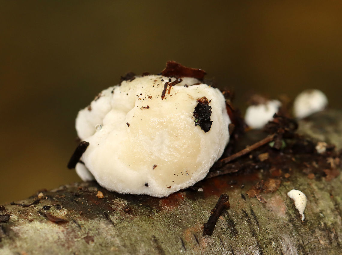 White Cheese Polypore - Tyromyeces chioneus It was squishy and wet. <br />
<br />
Habitat: Growing on birch Fall,Geotagged,Tyromyces,Tyromyces chioneus,United States,fungus,mushroom,polypore