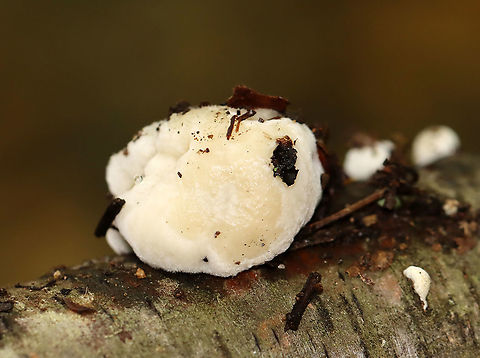 White Cheese Polypore - Tyromyeces chioneus It was squishy and wet. 

Habitat: Growing on birch Fall,Geotagged,Tyromyces,Tyromyces chioneus,United States,fungus,mushroom,polypore