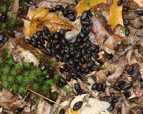 White-tailed Deer (Odocoileus virginianus) Scat These pellets were so fresh. They are pointed at one end and rounded on the other end, which is normal for deer. Color was shiny and brown.  The consistency of this poop indicates that the deer was eating mostly twigs and leaves.

Habitat: Deciduous forest

Fun fact: Deer defecate around 12 times a day. Fall,Geotagged,United States,White-tailed Deer,deer,deer poop,feces,poop,scat