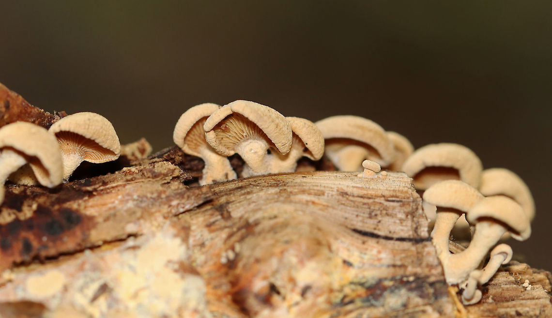 Bitter Oyster - Panellus stipticus Habitat: hardwood; deciduous forest<br />
<figure class="photo"><a href="https://www.jungledragon.com/image/115736/bitter_oyster_-_panellus_stipticus.html" title="Bitter Oyster - Panellus stipticus"><img src="https://s3.amazonaws.com/media.jungledragon.com/images/3232/115736_thumb.jpg?AWSAccessKeyId=05GMT0V3GWVNE7GGM1R2&Expires=1759968010&Signature=A9ytncpSGI%2FxjE4sGCC8n03QR5g%3D" width="200" height="156" alt="Bitter Oyster - Panellus stipticus Habitat: hardwood; deciduous forest<br />
https://www.jungledragon.com/image/115735/bitter_oyster_-_panellus_stipticus.html Bitter oyster,Fall,Geotagged,Panellus,Panellus stipticus,United States,fungus,mushroom,oyster" /></a></figure> Bitter oyster,Fall,Geotagged,Panellus stipticus,United States
