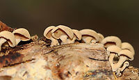 Bitter Oyster - Panellus stipticus Habitat: hardwood; deciduous forest<br />
https://www.jungledragon.com/image/115736/bitter_oyster_-_panellus_stipticus.html Bitter oyster,Fall,Geotagged,Panellus stipticus,United States