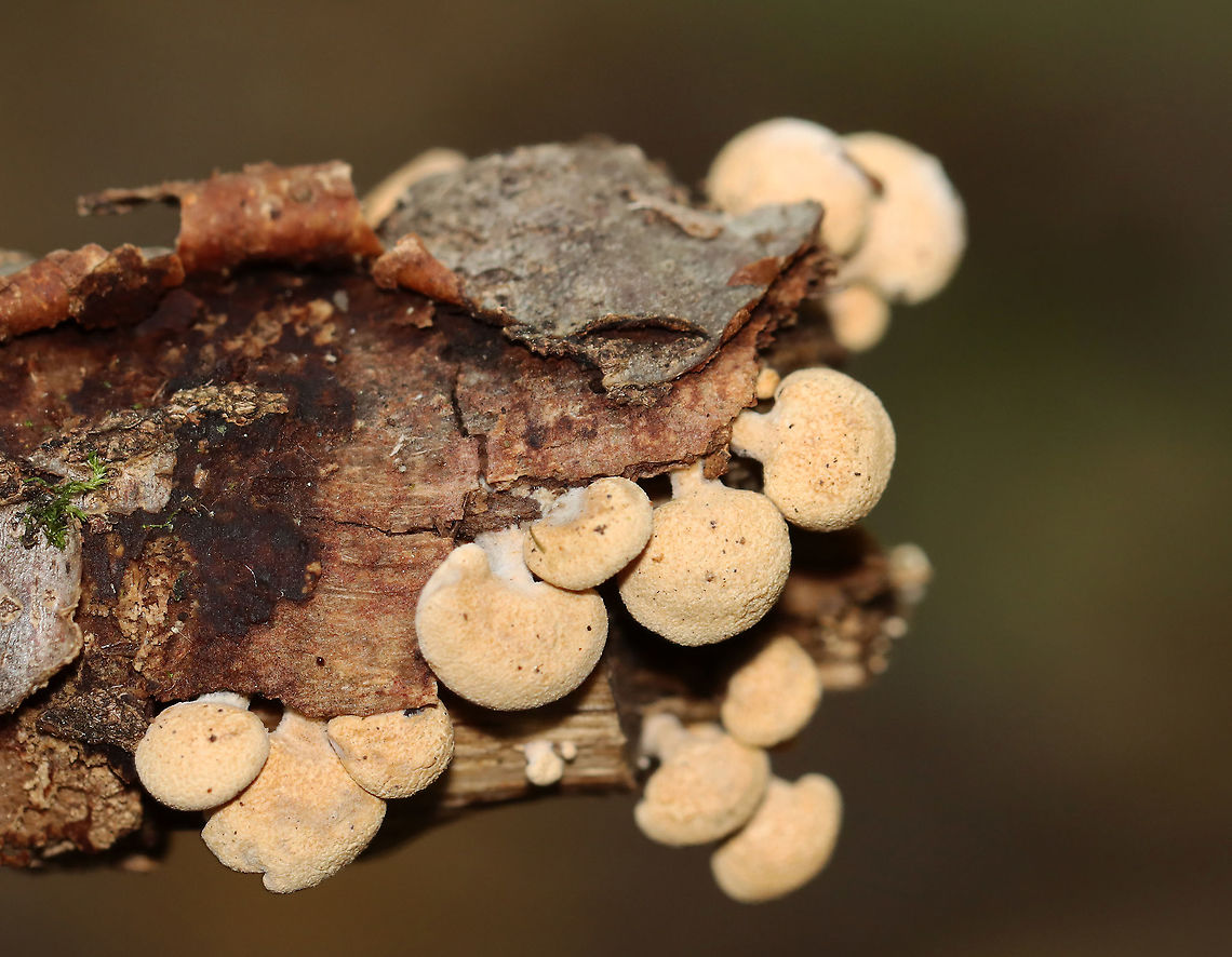 Bitter Oyster - Panellus stipticus Habitat: hardwood; deciduous forest<br />
<figure class="photo"><a href="https://www.jungledragon.com/image/115735/bitter_oyster_-_panellus_stipticus.html" title="Bitter Oyster - Panellus stipticus"><img src="https://s3.amazonaws.com/media.jungledragon.com/images/3232/115735_thumb.jpg?AWSAccessKeyId=05GMT0V3GWVNE7GGM1R2&Expires=1759968010&Signature=yLcdlzieUN%2B%2Bf9dDQgf5WCwSeQg%3D" width="200" height="116" alt="Bitter Oyster - Panellus stipticus Habitat: hardwood; deciduous forest<br />
https://www.jungledragon.com/image/115736/bitter_oyster_-_panellus_stipticus.html Bitter oyster,Fall,Geotagged,Panellus stipticus,United States" /></a></figure> Bitter oyster,Fall,Geotagged,Panellus,Panellus stipticus,United States,fungus,mushroom,oyster