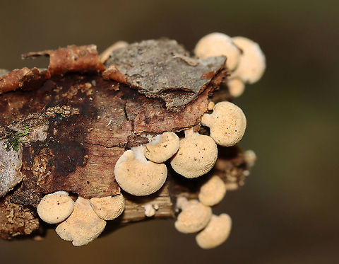 Bitter Oyster - Panellus stipticus Habitat: hardwood; deciduous forest
https://www.jungledragon.com/image/115735/bitter_oyster_-_panellus_stipticus.html Bitter oyster,Fall,Geotagged,Panellus,Panellus stipticus,United States,fungus,mushroom,oyster