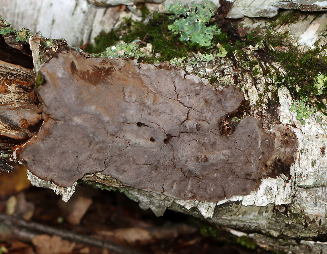 Crust Fungus? It bruised when marked.<br />
<br />
Habitat: Growing on birch; deciduous forest Fall,Geotagged,United States,crust fungus,fungus