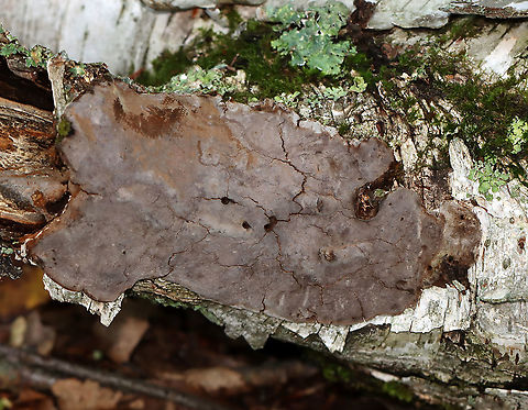 Crust Fungus? It bruised when marked.

Habitat: Growing on birch; deciduous forest Fall,Geotagged,United States,crust fungus,fungus