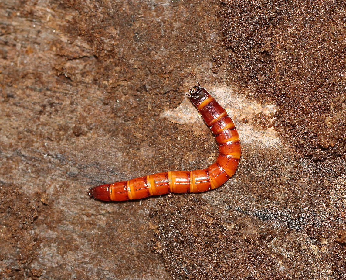Beetle Larva - Family Elateridae, Melanotus sp. Habitat: Rotting wood; deciduous forest<br />
<figure class="photo"><a href="https://www.jungledragon.com/image/115884/click_beetle_larva_head_-_family_elateridae.html" title="Click Beetle Larva (Head) - Family Elateridae"><img src="https://s3.amazonaws.com/media.jungledragon.com/images/3232/115884_thumb.jpg?AWSAccessKeyId=05GMT0V3GWVNE7GGM1R2&Expires=1769040010&Signature=yEwQ8LVI8Jvs15Xx6P%2F0Rw%2F4VIA%3D" width="200" height="144" alt="Click Beetle Larva (Head) - Family Elateridae Habitat: Rotting wood; deciduous forest<br />
https://www.jungledragon.com/image/115862/beetle_larva_-_family_elateridae.html Fall,Geotagged,United States" /></a></figure> Fall,Geotagged,Melanotus,United States,beetle,beetle larva,click beetle larva,elateridae,larva
