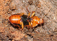 Ground Beetle - Amphasia interstitialis TL: ~10 mm. Reddish brown head, pronotum, and legs. Blackish elytra. Golden setae covering the rear of the elytra.<br />
<br />
Habitat: rotting wood; deciduous forest<br />
https://www.jungledragon.com/image/115864/ground_beetle_-_amphasia_interstitialis.html Amphasia interstitialis,Fall,Geotagged,United States