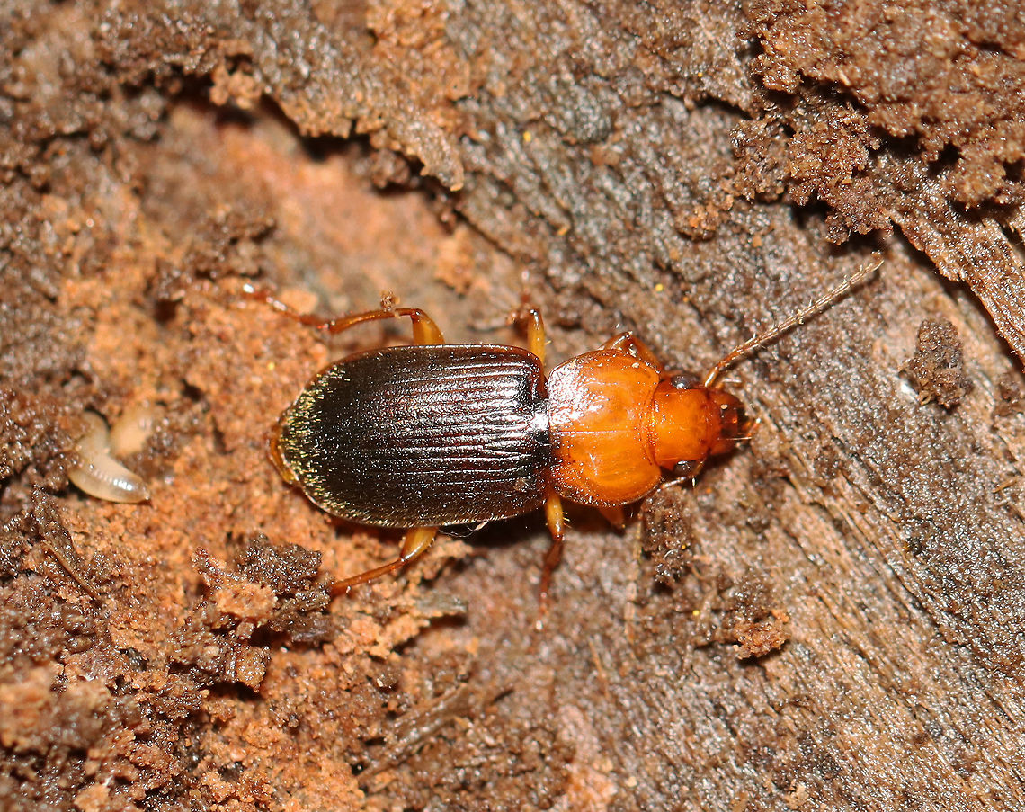 Ground Beetle - Amphasia interstitialis TL: ~10 mm.  Reddish brown head, pronotum, and legs. Blackish elytra. Golden setae covering the rear of the elytra. <br />
<br />
Habitat: rotting wood; deciduous forest<br />
<figure class="photo"><a href="https://www.jungledragon.com/image/115863/ground_beetle_-_amphasia_interstitialis.html" title="Ground Beetle - Amphasia interstitialis"><img src="https://s3.amazonaws.com/media.jungledragon.com/images/3232/115863_thumb.jpg?AWSAccessKeyId=05GMT0V3GWVNE7GGM1R2&Expires=1759968010&Signature=6zZp7S%2FXz7q1Q5SZMnqIiizX0CY%3D" width="200" height="146" alt="Ground Beetle - Amphasia interstitialis TL: ~10 mm. Reddish brown head, pronotum, and legs. Blackish elytra. Golden setae covering the rear of the elytra.<br />
<br />
Habitat: rotting wood; deciduous forest<br />
https://www.jungledragon.com/image/115864/ground_beetle_-_amphasia_interstitialis.html Amphasia interstitialis,Fall,Geotagged,United States" /></a></figure> Amphasia interstitialis,Carabidae,Fall,Geotagged,United States,beetle,ground beetle