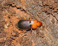 Ground Beetle - Amphasia interstitialis TL: ~10 mm. Reddish brown head, pronotum, and legs. Blackish elytra. Golden setae covering the rear of the elytra. <br />
<br />
Habitat: rotting wood; deciduous forest<br />
https://www.jungledragon.com/image/115863/ground_beetle_-_amphasia_interstitialis.html Amphasia interstitialis,Carabidae,Fall,Geotagged,United States,beetle,ground beetle