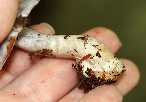 Mushroom - Cortinarius sp. There were 2 Corts growing on the ground together. The smaller one still had some remnants of brownish webbing on the stipe.

Habitat: Mixed forest with lots of oak and beech and a few eastern hemlock
https://www.jungledragon.com/image/115865/mushroom_-_cortinarius_sp.html
https://www.jungledragon.com/image/115867/mushroom_-_cortinarius_sp.html
https://www.jungledragon.com/image/115866/mushroom_-_cortinarius_sp.html Fall,Geotagged,United States