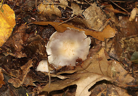 Mushroom - Cortinarius sp. There were 2 Corts growing on the ground together. The smaller one still had some remnants of brownish webbing on the stipe.

Habitat: Mixed forest with lots of oak and beech and a few eastern hemlock
https://www.jungledragon.com/image/115865/mushroom_-_cortinarius_sp.html
https://www.jungledragon.com/image/115867/mushroom_-_cortinarius_sp.html
https://www.jungledragon.com/image/115866/mushroom_-_cortinarius_sp.html Fall,Geotagged,United States