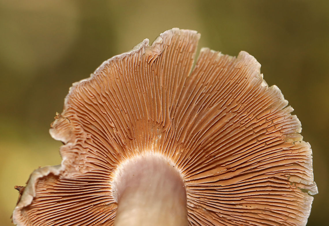 Mushroom - Cortinarius sp. There were 2 corts growing on the ground together. The smaller one still had some remnants of brownish webbing on the stipe.<br />
<br />
Habitat: Mixed forest with lots of oak and beech and a few eastern hemlock<br />
<figure class="photo"><a href="https://www.jungledragon.com/image/115865/mushroom_-_cortinarius_sp.html" title="Mushroom - Cortinarius sp."><img src="https://s3.amazonaws.com/media.jungledragon.com/images/3232/115865_thumb.jpg?AWSAccessKeyId=05GMT0V3GWVNE7GGM1R2&Expires=1759968010&Signature=ALDDbuTlaf1iDpxtbRGhYtJm8%2B0%3D" width="200" height="140" alt="Mushroom - Cortinarius sp. There were 2 Corts growing on the ground together. The smaller one still had some remnants of brownish webbing on the stipe.<br />
<br />
Habitat: Mixed forest with lots of oak and beech and a few eastern hemlock<br />
https://www.jungledragon.com/image/115865/mushroom_-_cortinarius_sp.html<br />
https://www.jungledragon.com/image/115867/mushroom_-_cortinarius_sp.html<br />
https://www.jungledragon.com/image/115866/mushroom_-_cortinarius_sp.html Fall,Geotagged,United States" /></a></figure><br />
<figure class="photo"><a href="https://www.jungledragon.com/image/115867/mushroom_-_cortinarius_sp.html" title="Mushroom - Cortinarius sp."><img src="https://s3.amazonaws.com/media.jungledragon.com/images/3232/115867_thumb.jpg?AWSAccessKeyId=05GMT0V3GWVNE7GGM1R2&Expires=1759968010&Signature=aE8Q2SFb6pmbeXJZCIR5jGLteKw%3D" width="200" height="138" alt="Mushroom - Cortinarius sp. There were 2 corts growing on the ground together. The smaller one still had some remnants of brownish webbing on the stipe.<br />
<br />
Habitat: Mixed forest with lots of oak and beech and a few eastern hemlock<br />
https://www.jungledragon.com/image/115865/mushroom_-_cortinarius_sp.html<br />
https://www.jungledragon.com/image/115867/mushroom_-_cortinarius_sp.html<br />
https://www.jungledragon.com/image/115866/mushroom_-_cortinarius_sp.html Cortinarius,Fall,Geotagged,United States,fungus,mushroom,webcap" /></a></figure><br />
<figure class="photo"><a href="https://www.jungledragon.com/image/115866/mushroom_-_cortinarius_sp.html" title="Mushroom - Cortinarius sp."><img src="https://s3.amazonaws.com/media.jungledragon.com/images/3232/115866_thumb.jpg?AWSAccessKeyId=05GMT0V3GWVNE7GGM1R2&Expires=1759968010&Signature=3vZemZ2JDpFbCvqoy%2BWOvKDc9WE%3D" width="200" height="140" alt="Mushroom - Cortinarius sp. There were 2 Corts growing on the ground together. The smaller one still had some remnants of brownish webbing on the stipe.<br />
<br />
Habitat: Mixed forest with lots of oak and beech and a few eastern hemlock<br />
https://www.jungledragon.com/image/115865/mushroom_-_cortinarius_sp.html<br />
https://www.jungledragon.com/image/115867/mushroom_-_cortinarius_sp.html<br />
https://www.jungledragon.com/image/115866/mushroom_-_cortinarius_sp.html Fall,Geotagged,United States" /></a></figure> Cortinarius,Fall,Geotagged,United States,fungus,mushroom,webcap
