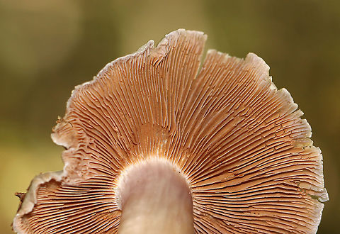 Mushroom - Cortinarius sp. There were 2 corts growing on the ground together. The smaller one still had some remnants of brownish webbing on the stipe.

Habitat: Mixed forest with lots of oak and beech and a few eastern hemlock
https://www.jungledragon.com/image/115865/mushroom_-_cortinarius_sp.html
https://www.jungledragon.com/image/115867/mushroom_-_cortinarius_sp.html
https://www.jungledragon.com/image/115866/mushroom_-_cortinarius_sp.html Cortinarius,Fall,Geotagged,United States,fungus,mushroom,webcap