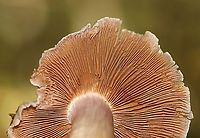 Mushroom - Cortinarius sp. There were 2 corts growing on the ground together. The smaller one still had some remnants of brownish webbing on the stipe.<br />
<br />
Habitat: Mixed forest with lots of oak and beech and a few eastern hemlock<br />
https://www.jungledragon.com/image/115865/mushroom_-_cortinarius_sp.html<br />
https://www.jungledragon.com/image/115867/mushroom_-_cortinarius_sp.html<br />
https://www.jungledragon.com/image/115866/mushroom_-_cortinarius_sp.html Cortinarius,Fall,Geotagged,United States,fungus,mushroom,webcap