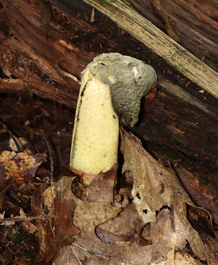 Ravenels stinkhorn - Phallus ravenelii This species grows in/near this location every year, but I still struggle to find them in their prime. This one smelled so bad that I was gagging while taking these photos - it smelled like rancid vomit, feces, and garbage all mixed together x 100. It was disgusting.<br />
<br />
Habitat: Mostly deciduous forest<br />
<figure class="photo"><a href="https://www.jungledragon.com/image/115869/ravenels_stinkhorn_-_phallus_ravenelii.html" title="Ravenels stinkhorn - Phallus ravenelii"><img src="https://s3.amazonaws.com/media.jungledragon.com/images/3232/115869_thumb.jpg?AWSAccessKeyId=05GMT0V3GWVNE7GGM1R2&Expires=1763596810&Signature=bFNz90Y%2B%2BZWJp22jbbb6FdvqI88%3D" width="200" height="148" alt="Ravenels stinkhorn - Phallus ravenelii This species grows in/near this location every year, but I still struggle to find them in their prime. This one smelled so bad that I was gagging while taking these photos - it smelled like rancid vomit, feces, and garbage all mixed together x 100. It was disgusting.<br />
<br />
Habitat: Mostly deciduous forest<br />
https://www.jungledragon.com/image/115868/ravenels_stinkhorn_-_phallus_ravenelii.html Fall,Geotagged,Phallus,Phallus ravenelii,Ravenels stinkhorn,United States,stinkhorn" /></a></figure> Fall,Geotagged,Phallus ravenelii,Ravenels stinkhorn,United States