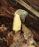 Ravenels stinkhorn - Phallus ravenelii This species grows in/near this location every year, but I still struggle to find them in their prime. This one smelled so bad that I was gagging while taking these photos - it smelled like rancid vomit, feces, and garbage all mixed together x 100. It was disgusting.<br />
<br />
Habitat: Mostly deciduous forest<br />
https://www.jungledragon.com/image/115869/ravenels_stinkhorn_-_phallus_ravenelii.html Fall,Geotagged,Phallus ravenelii,Ravenels stinkhorn,United States