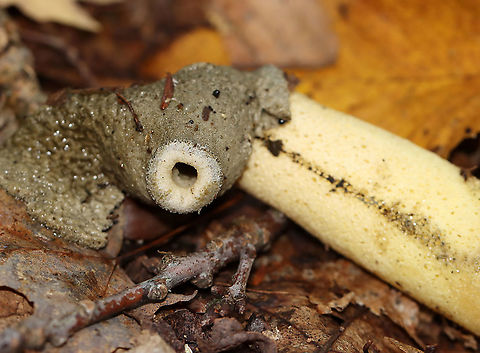Ravenels stinkhorn - Phallus ravenelii This species grows in/near this location every year, but I still struggle to find them in their prime. This one smelled so bad that I was gagging while taking these photos - it smelled like rancid vomit, feces, and garbage all mixed together x 100. It was disgusting.

Habitat: Mostly deciduous forest
https://www.jungledragon.com/image/115868/ravenels_stinkhorn_-_phallus_ravenelii.html Fall,Geotagged,Phallus,Phallus ravenelii,Ravenels stinkhorn,United States,stinkhorn