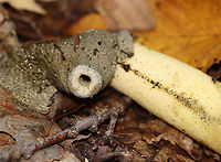 Ravenels stinkhorn - Phallus ravenelii This species grows in/near this location every year, but I still struggle to find them in their prime. This one smelled so bad that I was gagging while taking these photos - it smelled like rancid vomit, feces, and garbage all mixed together x 100. It was disgusting.<br />
<br />
Habitat: Mostly deciduous forest<br />
https://www.jungledragon.com/image/115868/ravenels_stinkhorn_-_phallus_ravenelii.html Fall,Geotagged,Phallus,Phallus ravenelii,Ravenels stinkhorn,United States,stinkhorn