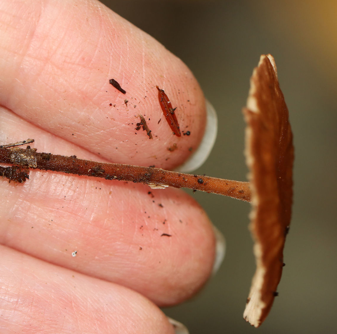 Mushroom - Marasmiellus sp. or Nolanea sp. Habitat: Growing on the ground in a mostly deciduous forest with lots of oak and some eastern hemlock.<br />
<figure class="photo"><a href="https://www.jungledragon.com/image/115873/mushroom_-_marasmiellus_sp._or_nolanea_sp.html" title="Mushroom - Marasmiellus sp. or Nolanea sp."><img src="https://s3.amazonaws.com/media.jungledragon.com/images/3232/115873_thumb.jpg?AWSAccessKeyId=05GMT0V3GWVNE7GGM1R2&Expires=1769040010&Signature=BOnij%2FTdmTLbz9I8GqG7WUmLbp8%3D" width="200" height="200" alt="Mushroom - Marasmiellus sp. or Nolanea sp. Habitat: Growing on the ground in a mostly deciduous forest with lots of oak and some eastern hemlock.<br />
https://www.jungledragon.com/image/115873/mushroom_-_marasmiellus_sp._or_nolanea_sp.html<br />
https://www.jungledragon.com/image/115874/mushroom_-_marasmiellus_sp._or_nolanea_sp.html<br />
https://www.jungledragon.com/image/115875/mushroom_-_marasmiellus_sp._or_nolanea_sp.html Fall,Geotagged,United States" /></a></figure><br />
<figure class="photo"><a href="https://www.jungledragon.com/image/115874/mushroom_-_marasmiellus_sp._or_nolanea_sp.html" title="Mushroom - Marasmiellus sp. or Nolanea sp."><img src="https://s3.amazonaws.com/media.jungledragon.com/images/3232/115874_thumb.jpg?AWSAccessKeyId=05GMT0V3GWVNE7GGM1R2&Expires=1769040010&Signature=gxR8dPf8zC4OtjuOCk%2Fll5LcQNA%3D" width="200" height="98" alt="Mushroom - Marasmiellus sp. or Nolanea sp. Habitat: Growing on the ground in a mostly deciduous forest with lots of oak and some eastern hemlock.<br />
https://www.jungledragon.com/image/115873/mushroom_-_marasmiellus_sp._or_nolanea_sp.html<br />
https://www.jungledragon.com/image/115874/mushroom_-_marasmiellus_sp._or_nolanea_sp.html<br />
https://www.jungledragon.com/image/115875/mushroom_-_marasmiellus_sp._or_nolanea_sp.html Fall,Geotagged,United States" /></a></figure><br />
<figure class="photo"><a href="https://www.jungledragon.com/image/115875/mushroom_-_marasmiellus_sp._or_nolanea_sp.html" title="Mushroom - Marasmiellus sp. or Nolanea sp."><img src="https://s3.amazonaws.com/media.jungledragon.com/images/3232/115875_thumb.jpg?AWSAccessKeyId=05GMT0V3GWVNE7GGM1R2&Expires=1769040010&Signature=98uHuYIku2HDuj50hpVFpMOXZGU%3D" width="200" height="180" alt="Mushroom - Marasmiellus sp. or Nolanea sp. Habitat: Growing on the ground in a mostly deciduous forest with lots of oak and some eastern hemlock.<br />
https://www.jungledragon.com/image/115873/mushroom_-_marasmiellus_sp._or_nolanea_sp.html<br />
https://www.jungledragon.com/image/115874/mushroom_-_marasmiellus_sp._or_nolanea_sp.html<br />
https://www.jungledragon.com/image/115875/mushroom_-_marasmiellus_sp._or_nolanea_sp.html Agaricales,Fall,Geotagged,Marasmiellus,Nolanea,United States,fungus,mushroom" /></a></figure> Fall,Geotagged,United States