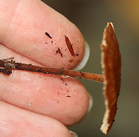 Mushroom - Marasmiellus sp. or Nolanea sp. Habitat: Growing on the ground in a mostly deciduous forest with lots of oak and some eastern hemlock.<br />
https://www.jungledragon.com/image/115873/mushroom_-_marasmiellus_sp._or_nolanea_sp.html<br />
https://www.jungledragon.com/image/115874/mushroom_-_marasmiellus_sp._or_nolanea_sp.html<br />
https://www.jungledragon.com/image/115875/mushroom_-_marasmiellus_sp._or_nolanea_sp.html Fall,Geotagged,United States