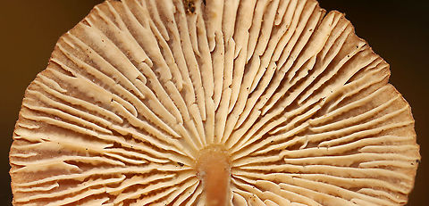 Mushroom - Marasmiellus sp. or Nolanea sp. Habitat: Growing on the ground in a mostly deciduous forest with lots of oak and some eastern hemlock.
https://www.jungledragon.com/image/115873/mushroom_-_marasmiellus_sp._or_nolanea_sp.html
https://www.jungledragon.com/image/115874/mushroom_-_marasmiellus_sp._or_nolanea_sp.html
https://www.jungledragon.com/image/115875/mushroom_-_marasmiellus_sp._or_nolanea_sp.html Fall,Geotagged,United States