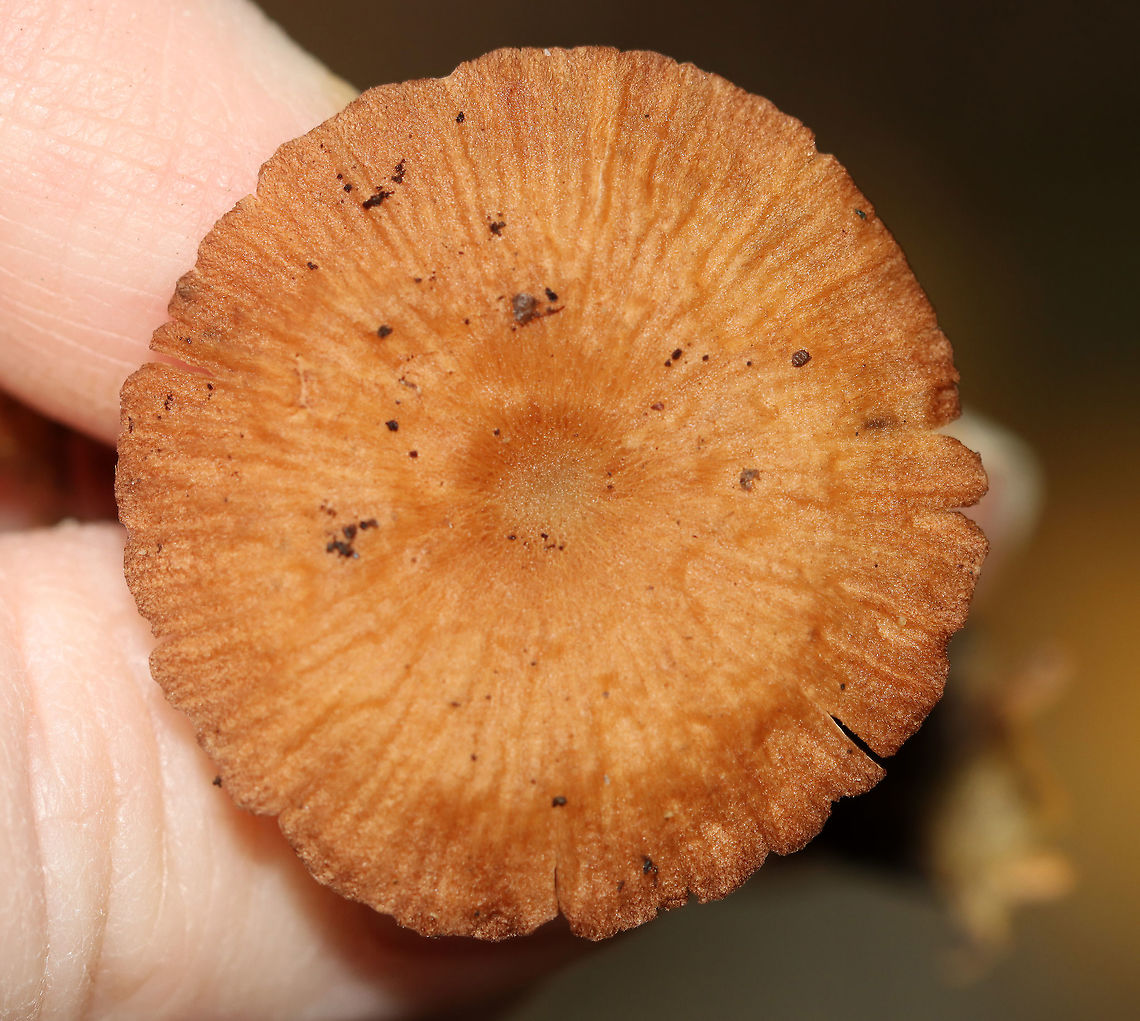 Mushroom - Marasmiellus sp. or Nolanea sp. Habitat: Growing on the ground in a mostly deciduous forest with lots of oak and some eastern hemlock.<br />
<figure class="photo"><a href="https://www.jungledragon.com/image/115873/mushroom_-_marasmiellus_sp._or_nolanea_sp.html" title="Mushroom - Marasmiellus sp. or Nolanea sp."><img src="https://s3.amazonaws.com/media.jungledragon.com/images/3232/115873_thumb.jpg?AWSAccessKeyId=05GMT0V3GWVNE7GGM1R2&Expires=1759968010&Signature=7cJeH7aQWFe3%2FJkALNCXgvA%2FWMg%3D" width="200" height="200" alt="Mushroom - Marasmiellus sp. or Nolanea sp. Habitat: Growing on the ground in a mostly deciduous forest with lots of oak and some eastern hemlock.<br />
https://www.jungledragon.com/image/115873/mushroom_-_marasmiellus_sp._or_nolanea_sp.html<br />
https://www.jungledragon.com/image/115874/mushroom_-_marasmiellus_sp._or_nolanea_sp.html<br />
https://www.jungledragon.com/image/115875/mushroom_-_marasmiellus_sp._or_nolanea_sp.html Fall,Geotagged,United States" /></a></figure><br />
<figure class="photo"><a href="https://www.jungledragon.com/image/115874/mushroom_-_marasmiellus_sp._or_nolanea_sp.html" title="Mushroom - Marasmiellus sp. or Nolanea sp."><img src="https://s3.amazonaws.com/media.jungledragon.com/images/3232/115874_thumb.jpg?AWSAccessKeyId=05GMT0V3GWVNE7GGM1R2&Expires=1759968010&Signature=I620zZwSiYey6pTU5j6UsdMr1yI%3D" width="200" height="98" alt="Mushroom - Marasmiellus sp. or Nolanea sp. Habitat: Growing on the ground in a mostly deciduous forest with lots of oak and some eastern hemlock.<br />
https://www.jungledragon.com/image/115873/mushroom_-_marasmiellus_sp._or_nolanea_sp.html<br />
https://www.jungledragon.com/image/115874/mushroom_-_marasmiellus_sp._or_nolanea_sp.html<br />
https://www.jungledragon.com/image/115875/mushroom_-_marasmiellus_sp._or_nolanea_sp.html Fall,Geotagged,United States" /></a></figure><br />
<figure class="photo"><a href="https://www.jungledragon.com/image/115875/mushroom_-_marasmiellus_sp._or_nolanea_sp.html" title="Mushroom - Marasmiellus sp. or Nolanea sp."><img src="https://s3.amazonaws.com/media.jungledragon.com/images/3232/115875_thumb.jpg?AWSAccessKeyId=05GMT0V3GWVNE7GGM1R2&Expires=1759968010&Signature=GSvXIFy98y2ianM%2BiPJdjCamSx8%3D" width="200" height="180" alt="Mushroom - Marasmiellus sp. or Nolanea sp. Habitat: Growing on the ground in a mostly deciduous forest with lots of oak and some eastern hemlock.<br />
https://www.jungledragon.com/image/115873/mushroom_-_marasmiellus_sp._or_nolanea_sp.html<br />
https://www.jungledragon.com/image/115874/mushroom_-_marasmiellus_sp._or_nolanea_sp.html<br />
https://www.jungledragon.com/image/115875/mushroom_-_marasmiellus_sp._or_nolanea_sp.html Agaricales,Fall,Geotagged,Marasmiellus,Nolanea,United States,fungus,mushroom" /></a></figure> Agaricales,Fall,Geotagged,Marasmiellus,Nolanea,United States,fungus,mushroom