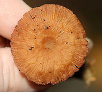Mushroom - Marasmiellus sp. or Nolanea sp. Habitat: Growing on the ground in a mostly deciduous forest with lots of oak and some eastern hemlock.<br />
https://www.jungledragon.com/image/115873/mushroom_-_marasmiellus_sp._or_nolanea_sp.html<br />
https://www.jungledragon.com/image/115874/mushroom_-_marasmiellus_sp._or_nolanea_sp.html<br />
https://www.jungledragon.com/image/115875/mushroom_-_marasmiellus_sp._or_nolanea_sp.html Agaricales,Fall,Geotagged,Marasmiellus,Nolanea,United States,fungus,mushroom