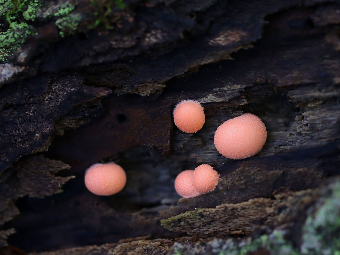 Wolf's Milk - Lycogala epidendrum Small, pink aethalia that resemble fuzzy pink blobs. When you poke the, pink, gooey, slime oozes out.<br />
<br />
Habitat: Rotting wood; deciduous forest Fall,Geotagged,Lycogala,Lycogala epidendrum,United States,Wolf's milk,slime mold