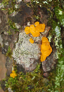 Dacrymyces chrysospermus Habitat: Growing on a fallen conifer; mixed forest Dacrymyces,Dacrymyces chrysospermus,Fall,Geotagged,United States,fungus,jelly fungus
